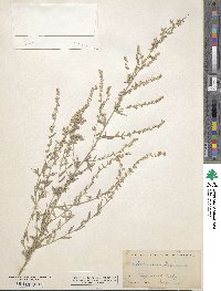 Artemisia mexicana image