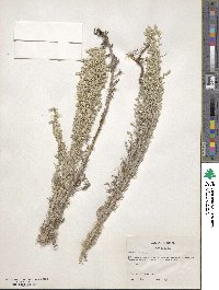 Artemisia mexicana image