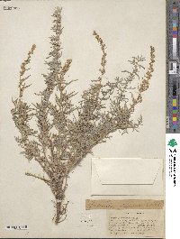 Artemisia mexicana image