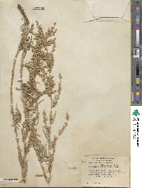 Artemisia mexicana image