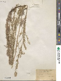 Artemisia mexicana image