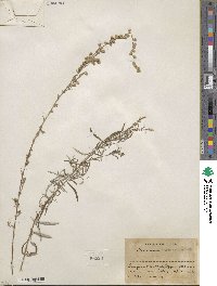 Artemisia mexicana image