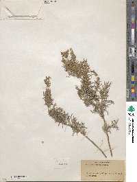 Artemisia mexicana image