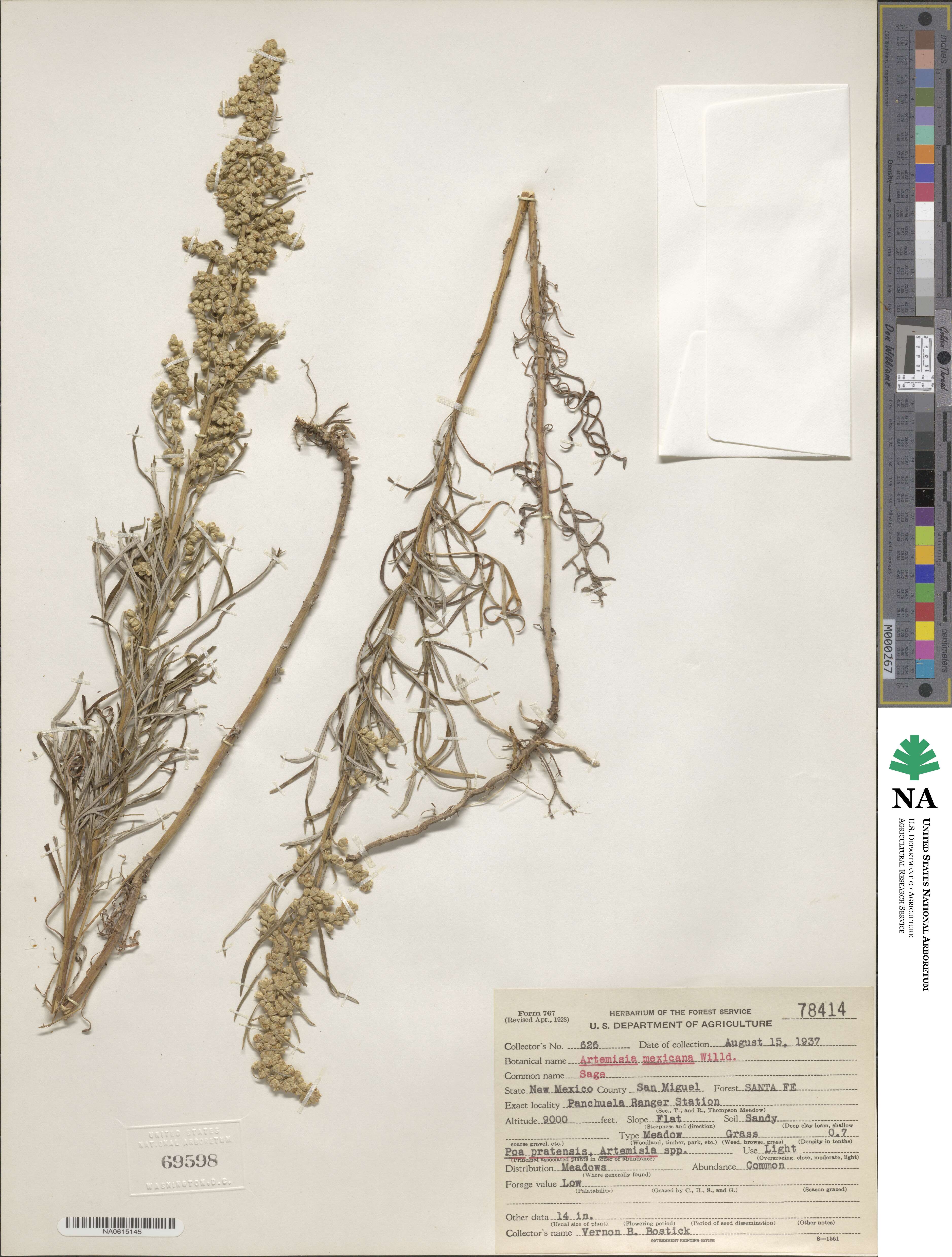 Artemisia mexicana image