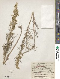 Artemisia mexicana image