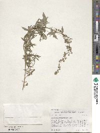 Artemisia michauxiana image