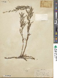 Artemisia michauxiana image