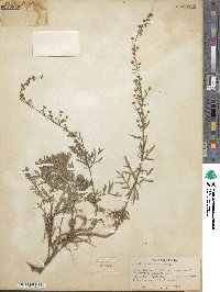 Artemisia michauxiana image