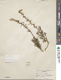 Artemisia michauxiana image