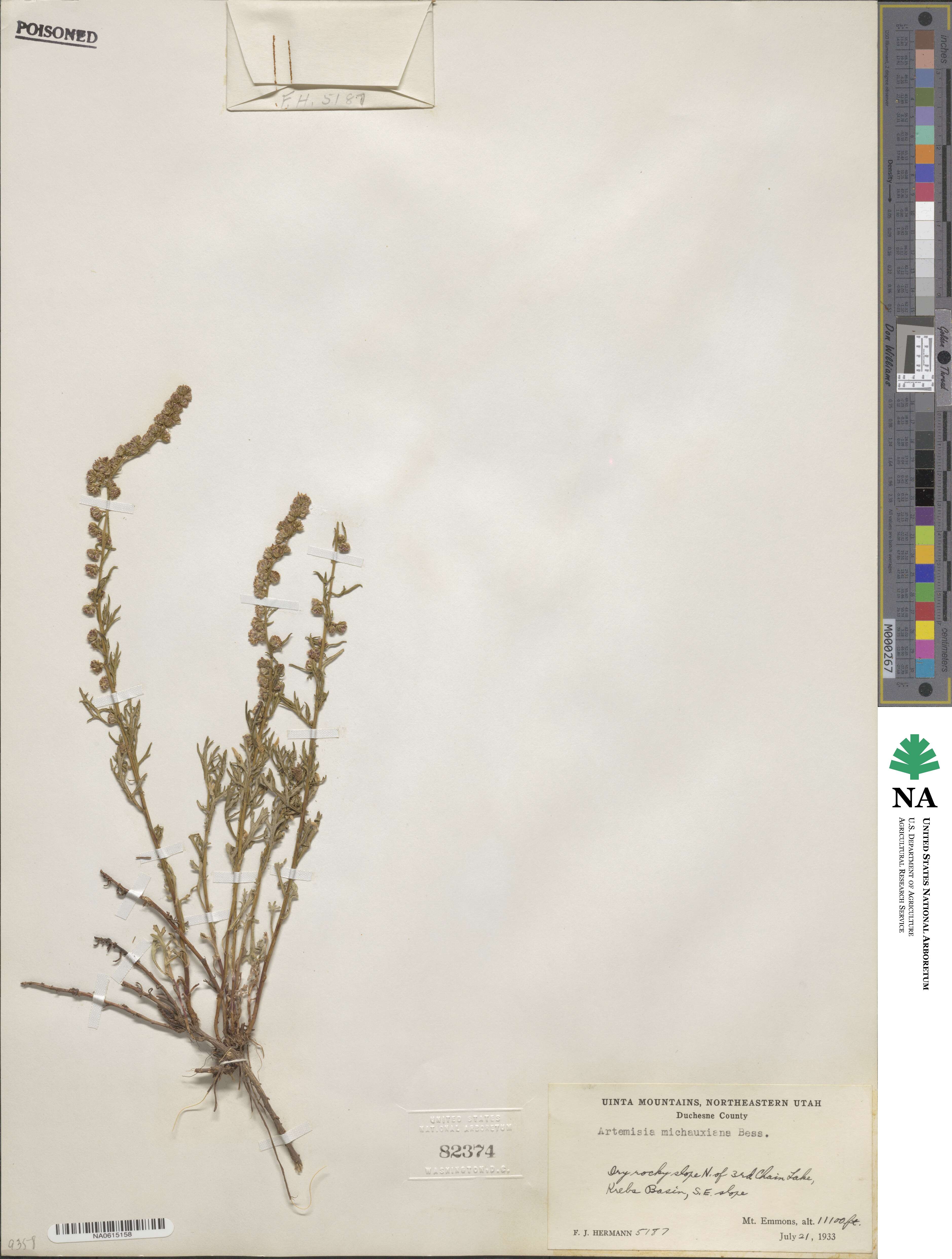Artemisia michauxiana image