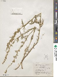 Artemisia michauxiana image