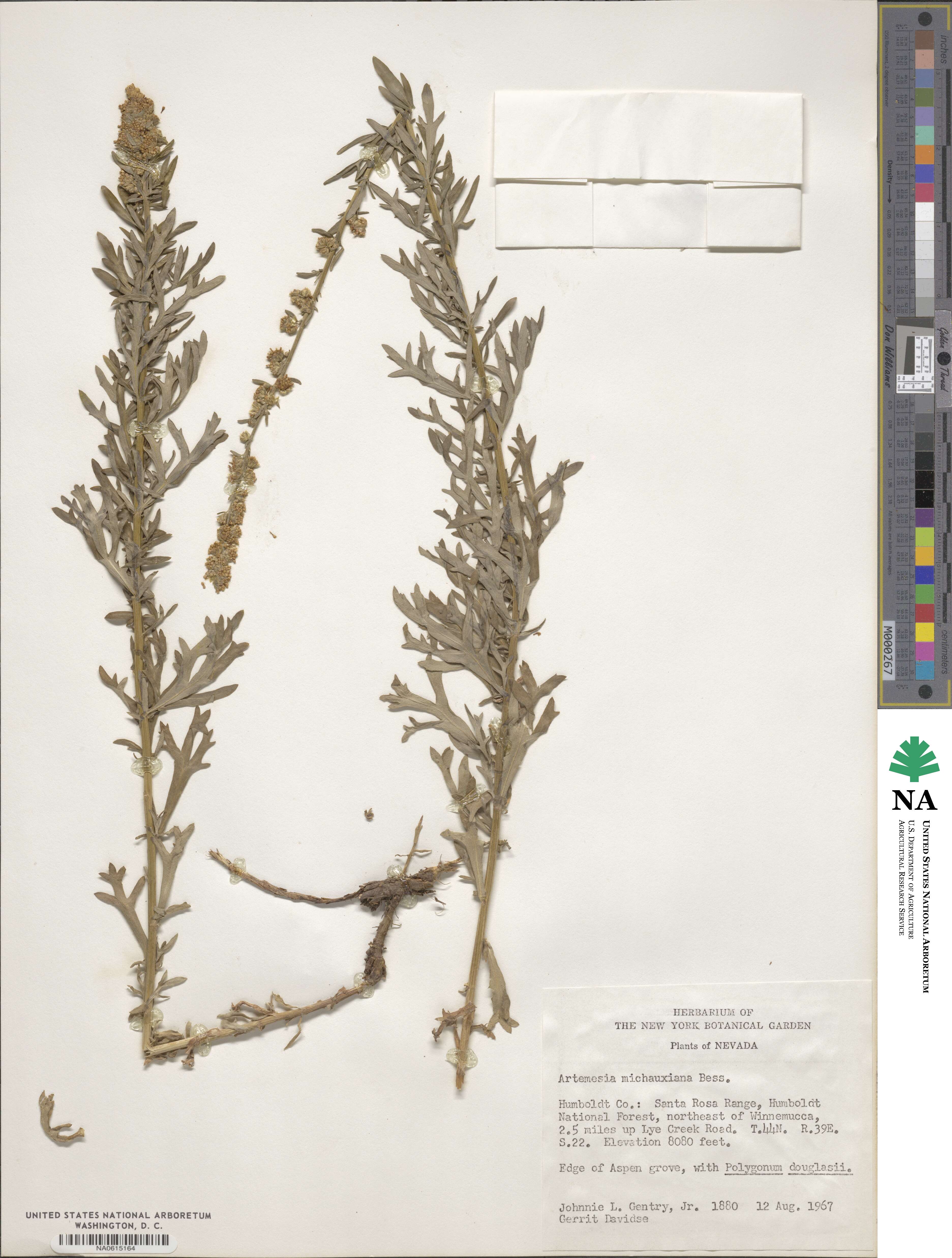 Artemisia michauxiana image