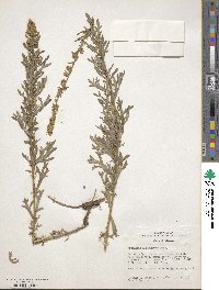 Artemisia michauxiana image