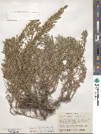 Artemisia michauxiana image