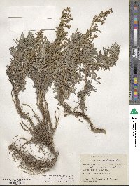 Artemisia michauxiana image