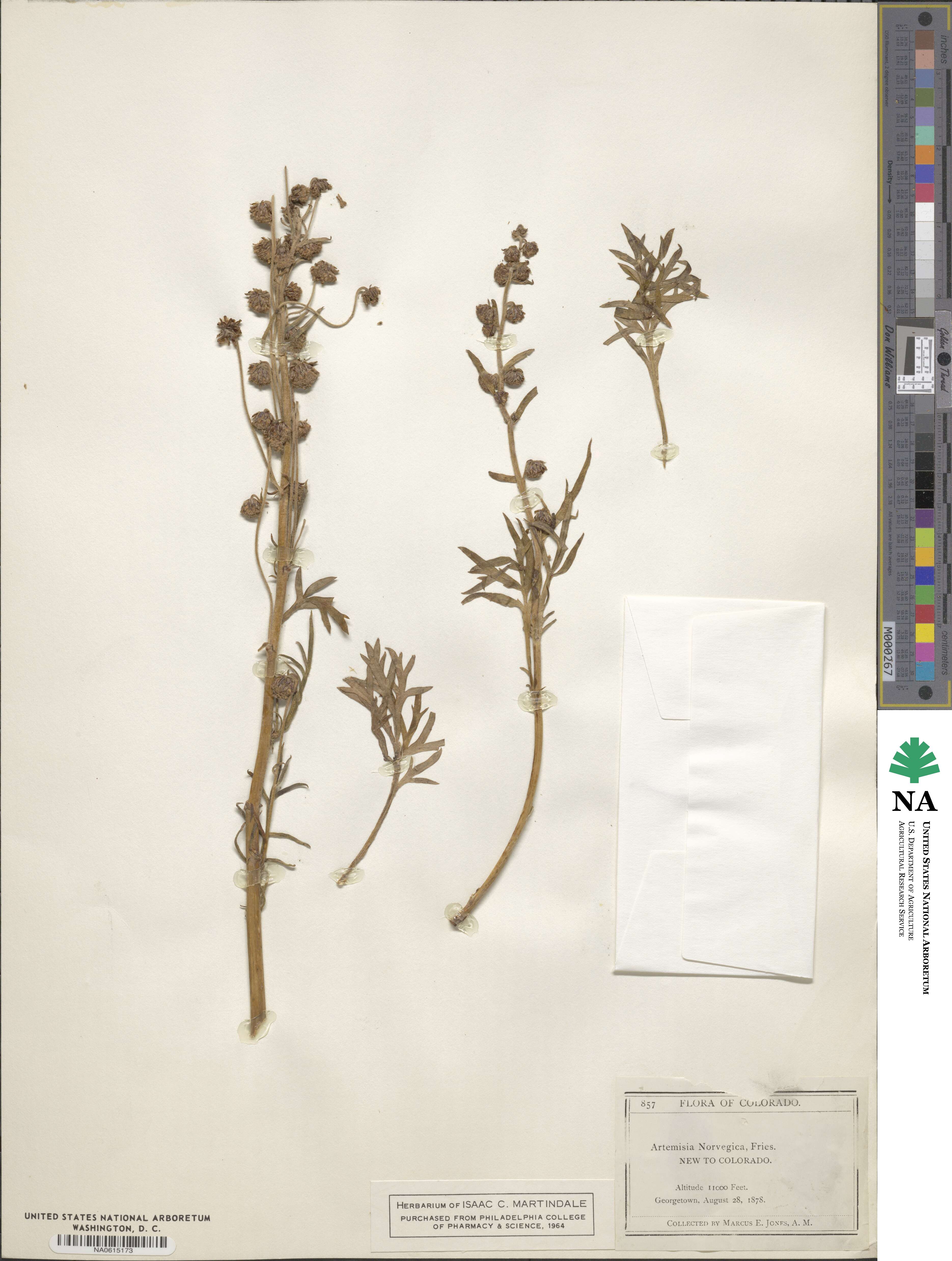 Artemisia norvegica image