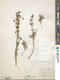 Artemisia norvegica image