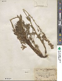 Artemisia norvegica subsp. saxatilis image