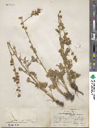 Artemisia norvegica subsp. saxatilis image