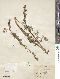 Artemisia norvegica subsp. saxatilis image