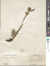 Artemisia norvegica subsp. saxatilis image