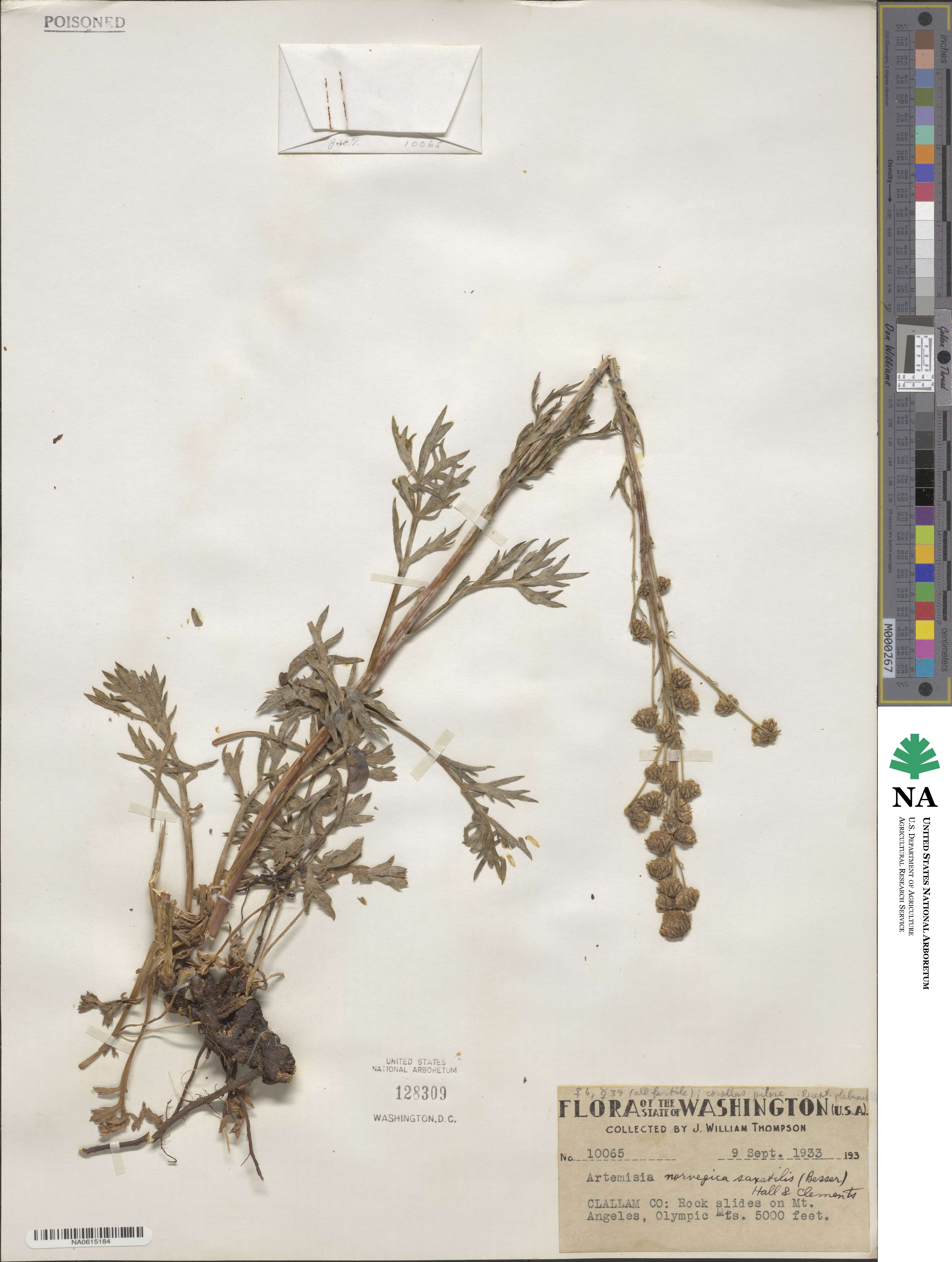 Artemisia norvegica subsp. saxatilis image