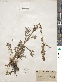 Artemisia norvegica image