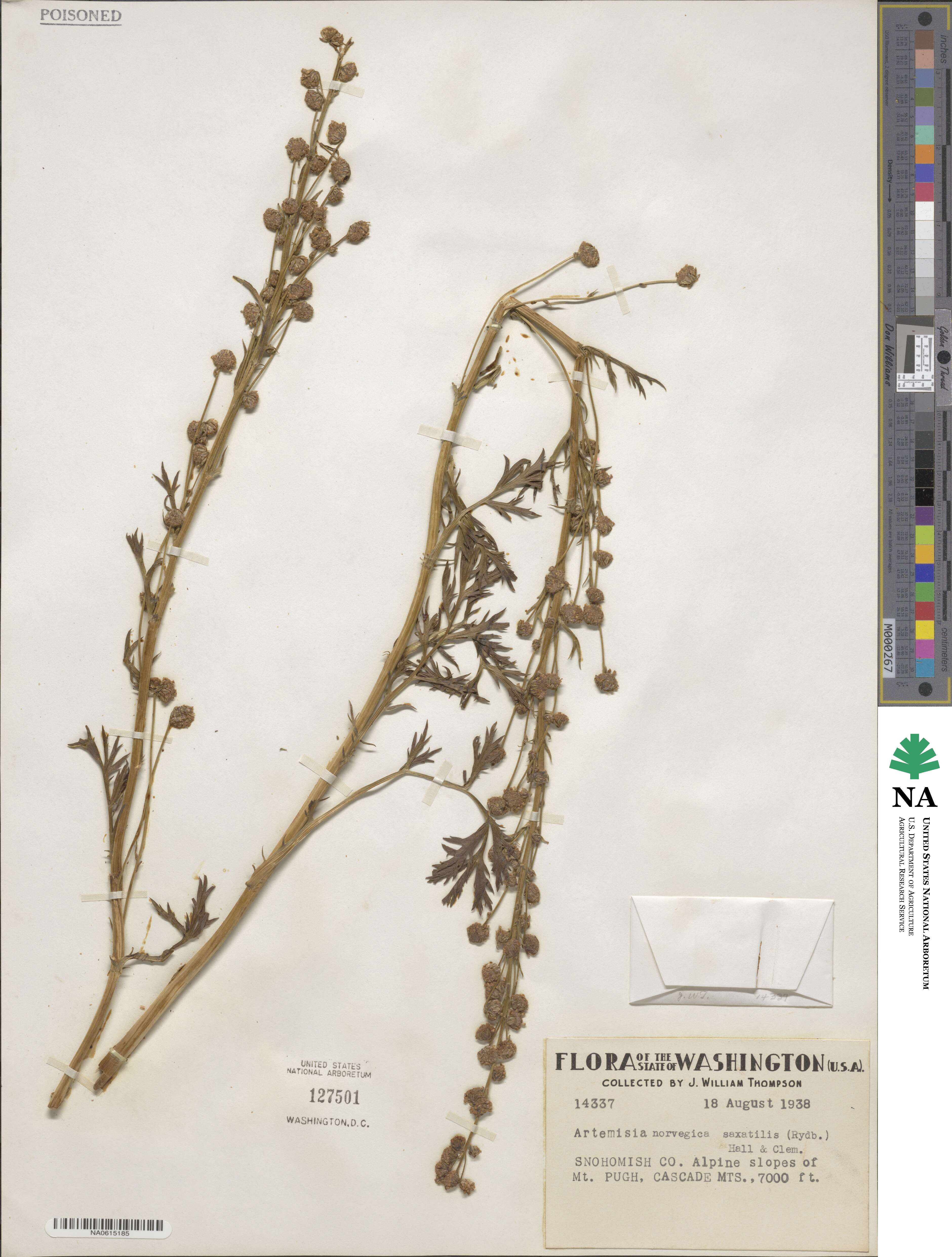 Artemisia norvegica subsp. saxatilis image