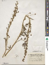 Artemisia norvegica image