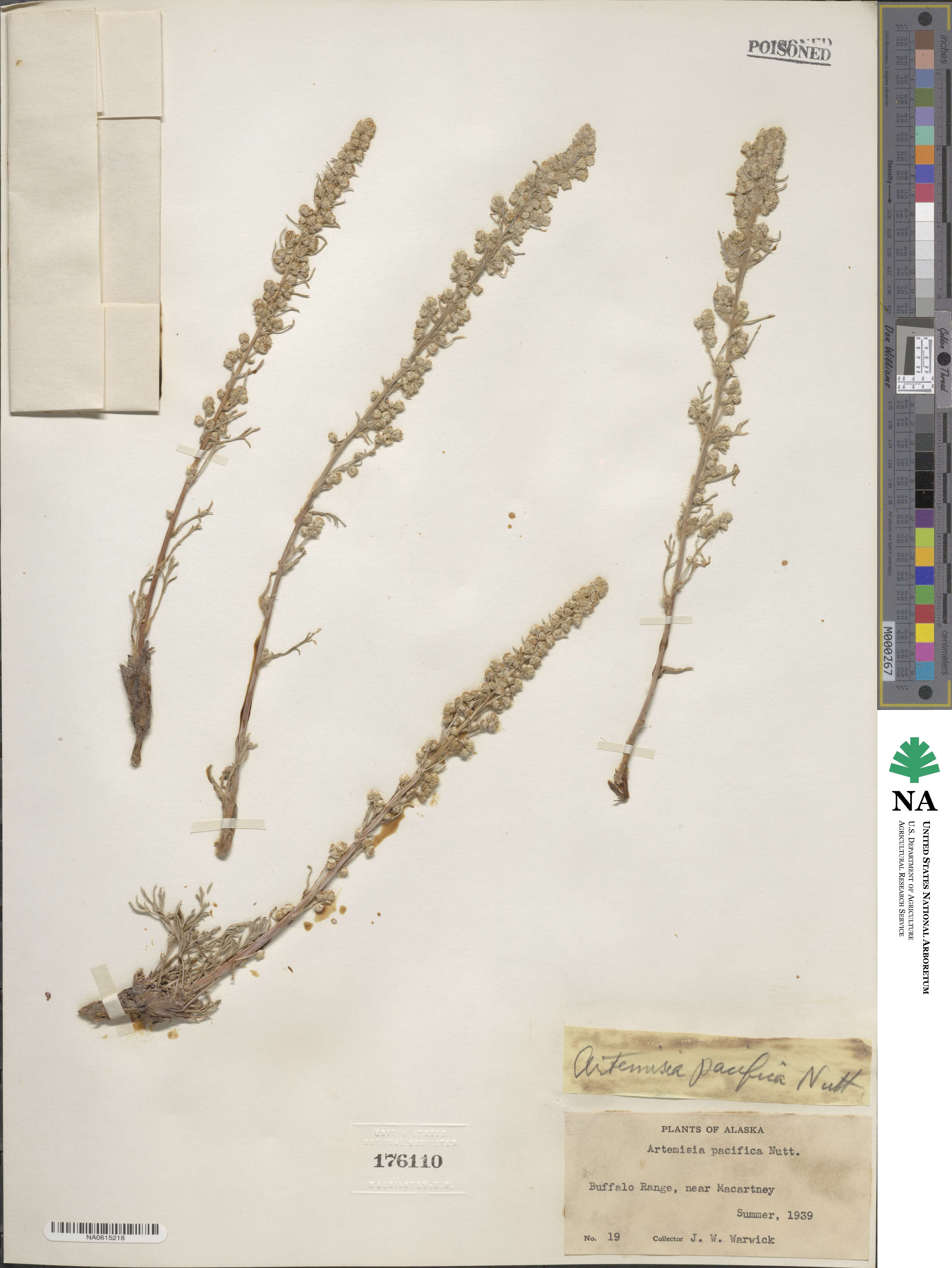 Artemisia pacifica image