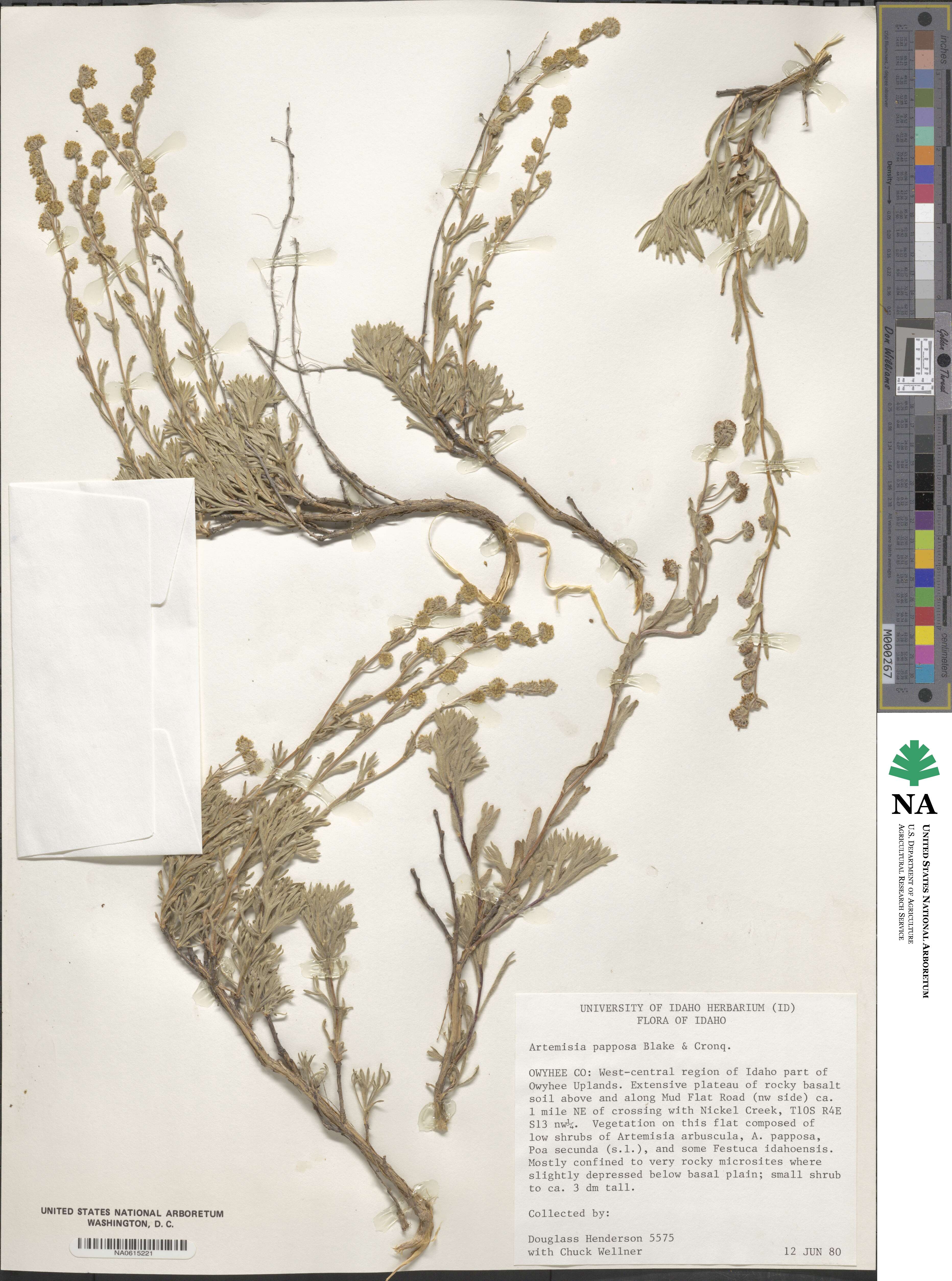 Artemisia papposa image