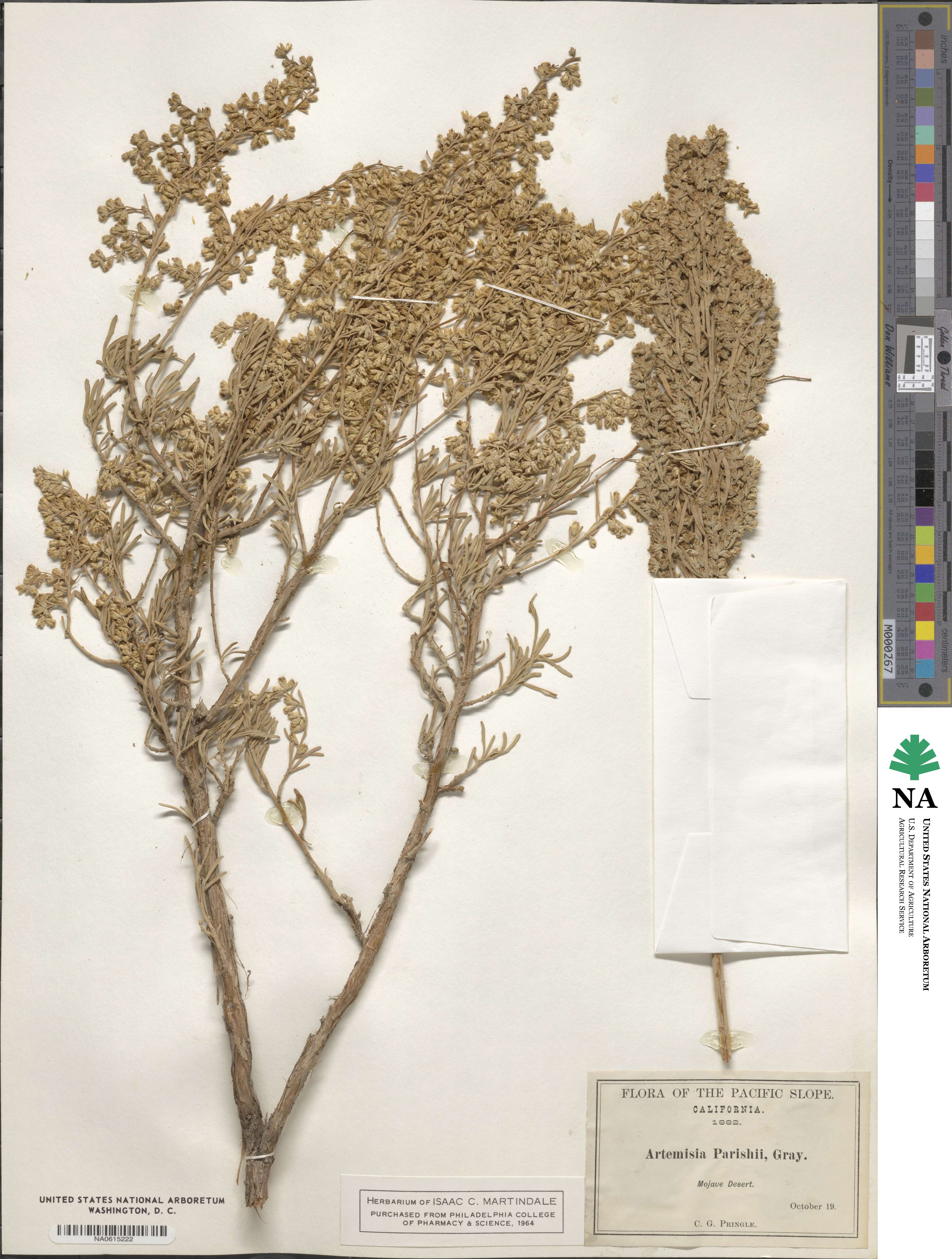 Artemisia tridentata subsp. parishii image