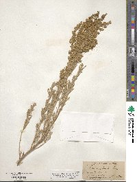 Artemisia tridentata subsp. parishii image