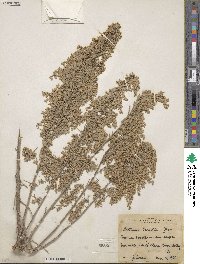 Artemisia tridentata subsp. parishii image