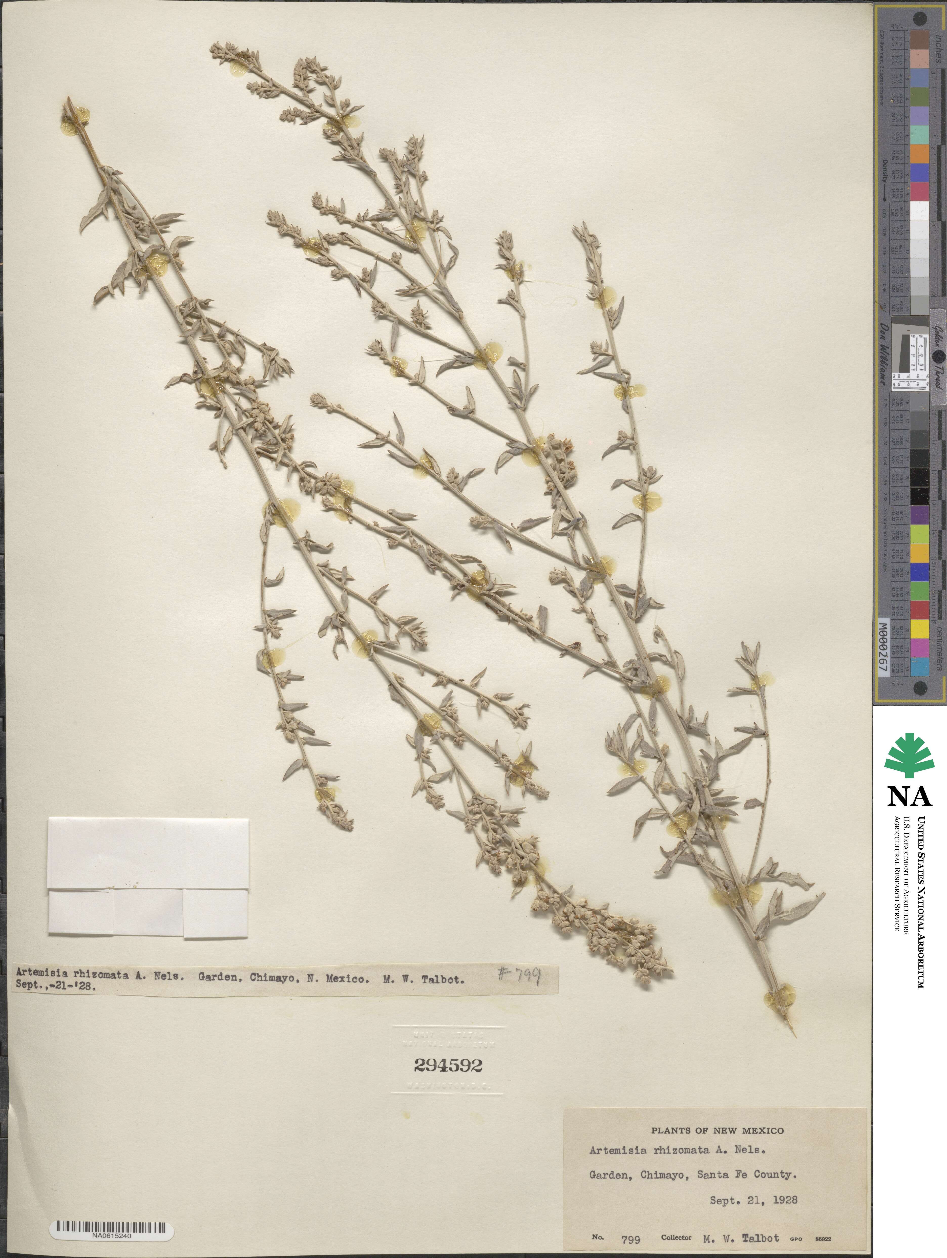 Artemisia ludoviciana subsp. ludoviciana image