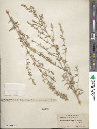 Artemisia ludoviciana subsp. ludoviciana image