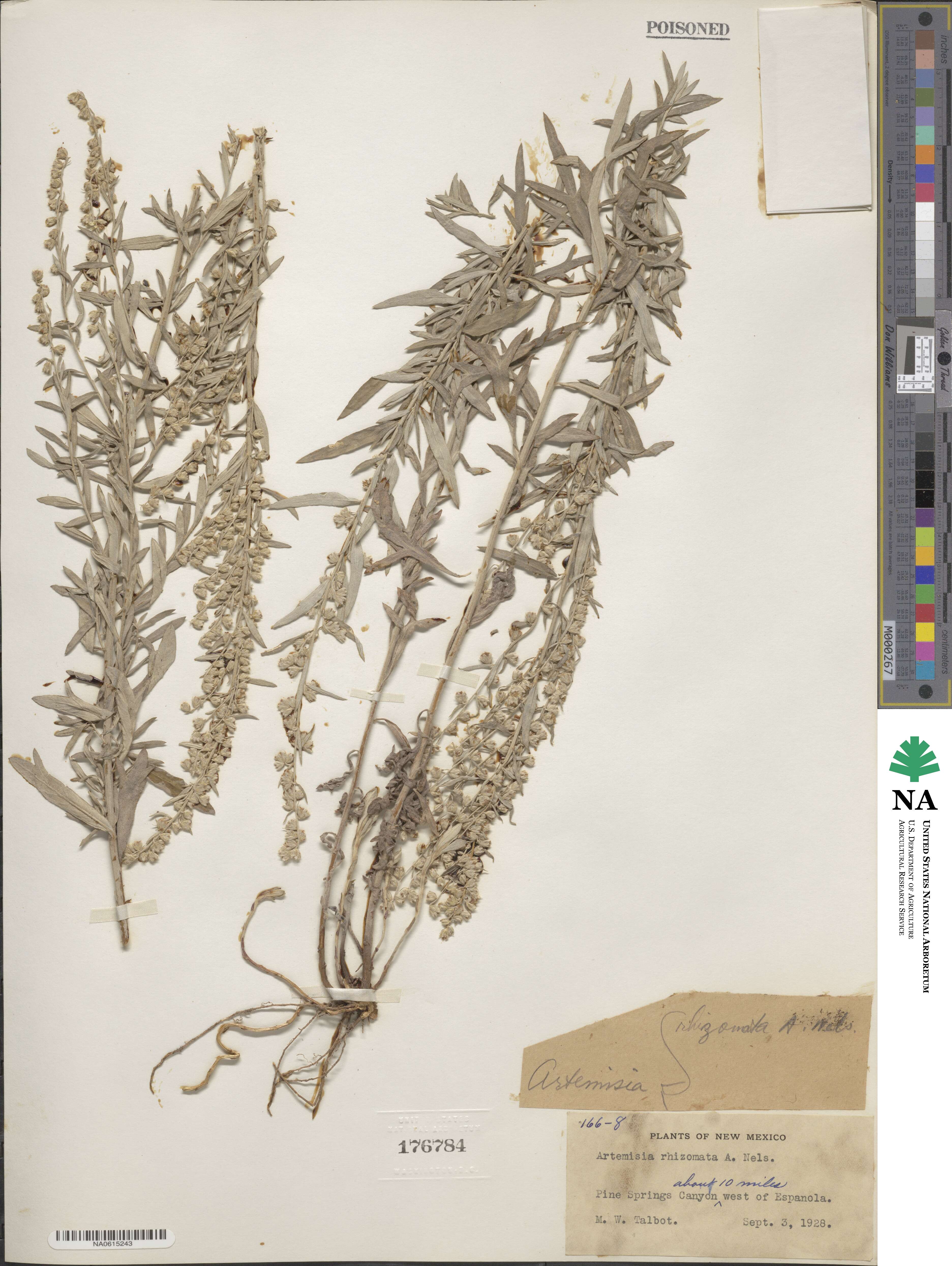 Artemisia ludoviciana image