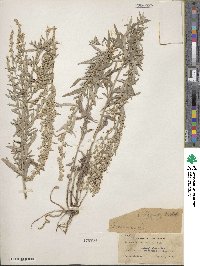 Artemisia ludoviciana image