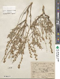 Artemisia rothrockii image