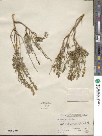 Artemisia rothrockii image