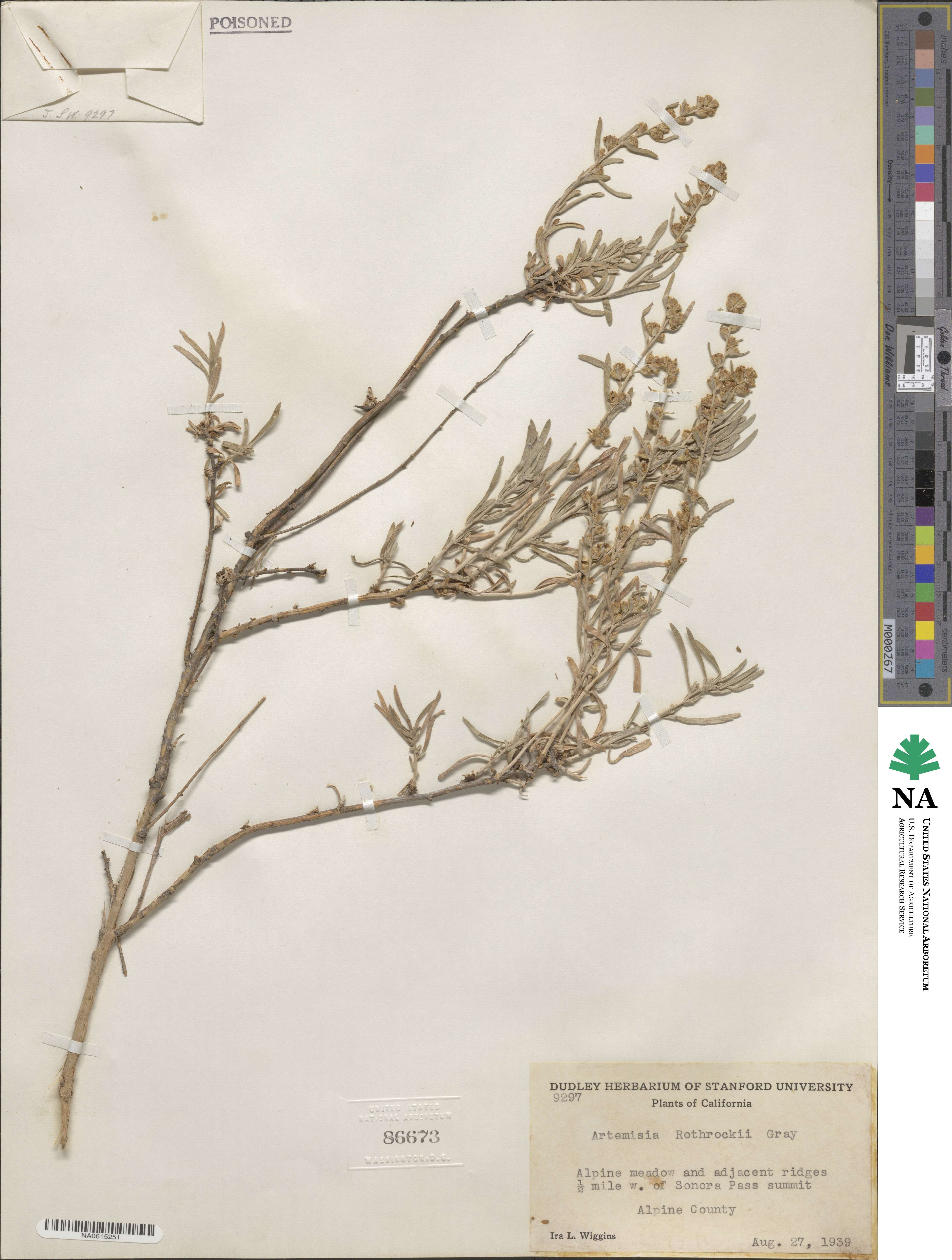 Artemisia rothrockii image