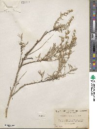 Artemisia rothrockii image