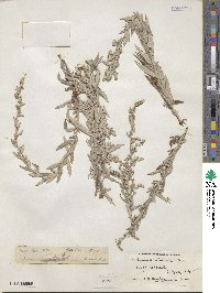 Artemisia ludoviciana image