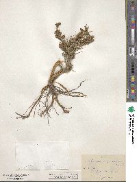 Artemisia spinescens image