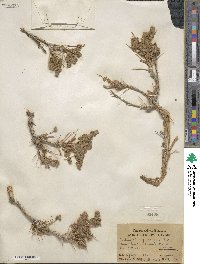 Artemisia spinescens image