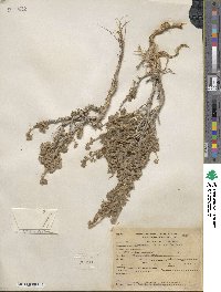 Artemisia spinescens image