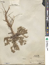 Artemisia spinescens image