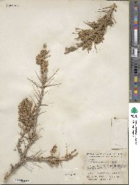 Artemisia spinescens image