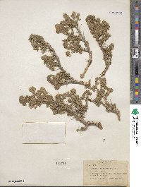 Artemisia spinescens image