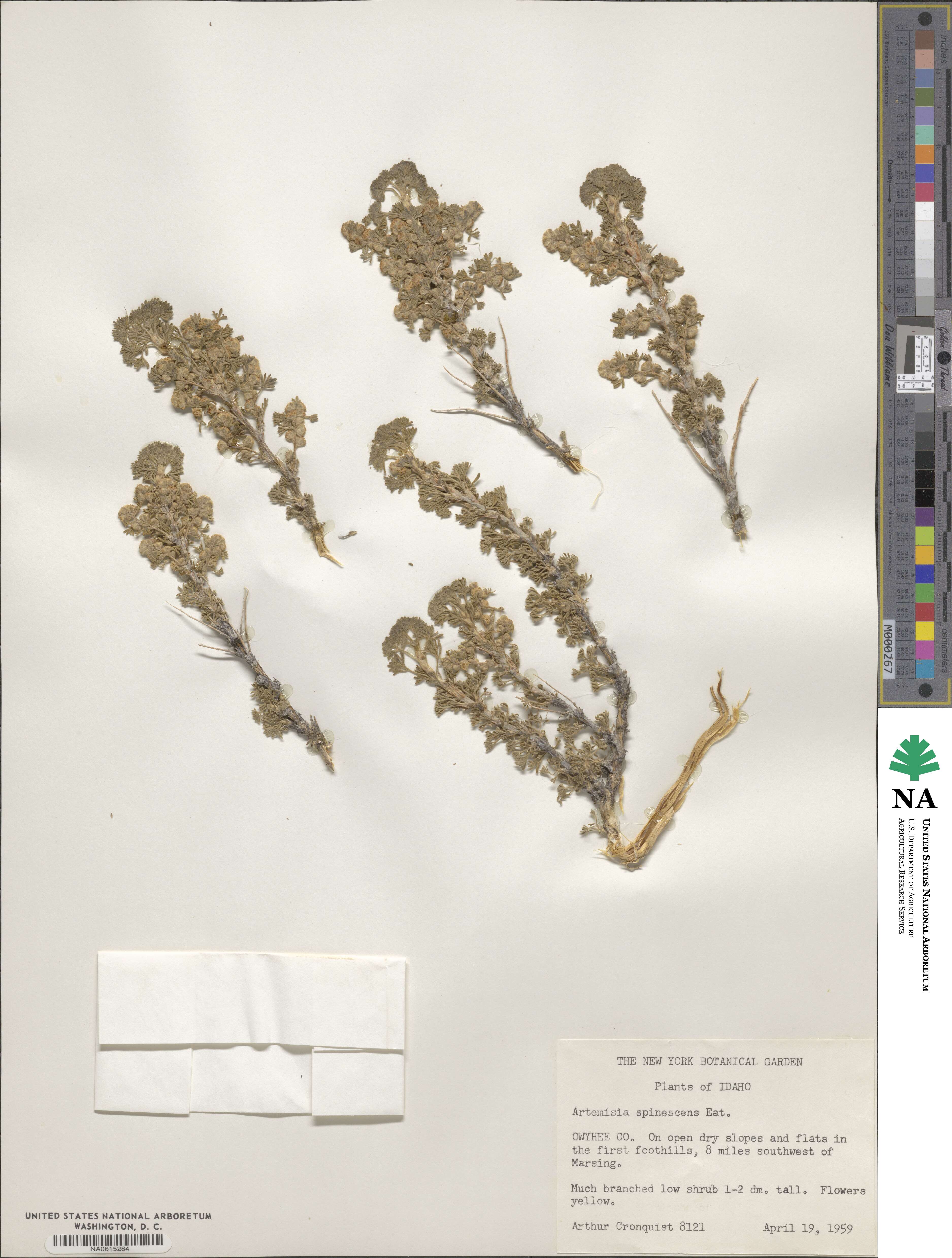 Artemisia spinescens image